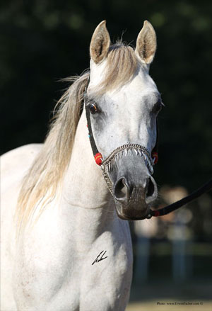 Faridah - Haras Khalid Kamal