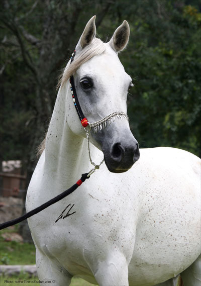 Safia Amira- Haras Khalid Kamal