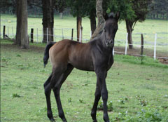 Gallery Haras Khalid Kamal