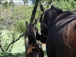 Gallery Haras Khalid Kamal