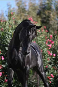 Gallery Haras Khalid Kamal