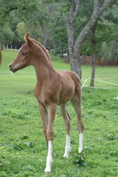 Gallery Haras Khalid Kamal