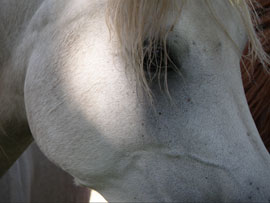 Gallery Haras Khalid Kamal