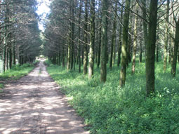 Gallery Haras Khalid Kamal