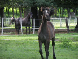 Gallery Haras Khalid Kamal