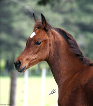 Gallery Haras Khalid Kamal