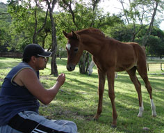 Gallery Haras Khalid Kamal