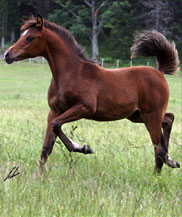 Gallery Haras Khalid Kamal