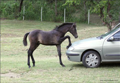 Gallery Haras Khalid Kamal