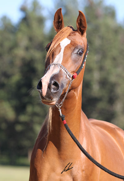 Safinah- Haras Khalid Kamal