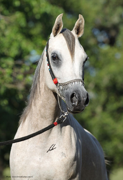 Asmillah - Haras Khalid Kamal