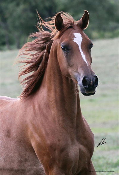 Assmaisa - Haras Khalid Kamal