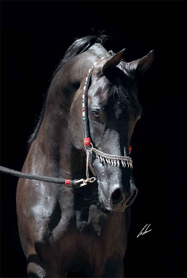 Haras Khalid Kamal - Faisal