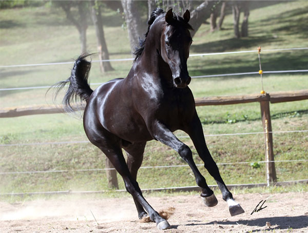 Haras Khalid Kamal - Faisal