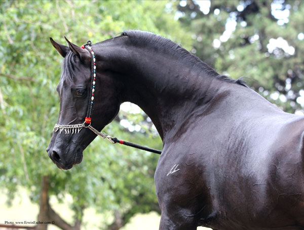 Haras Khalid Kamal - Faisal