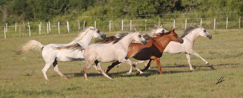 Haras Khalid Kamal - Caballos Arabes