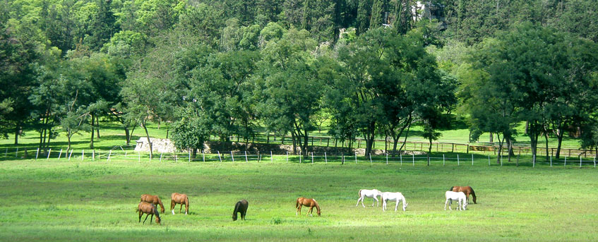 Khalid Kamal Stud - Arabian Horses