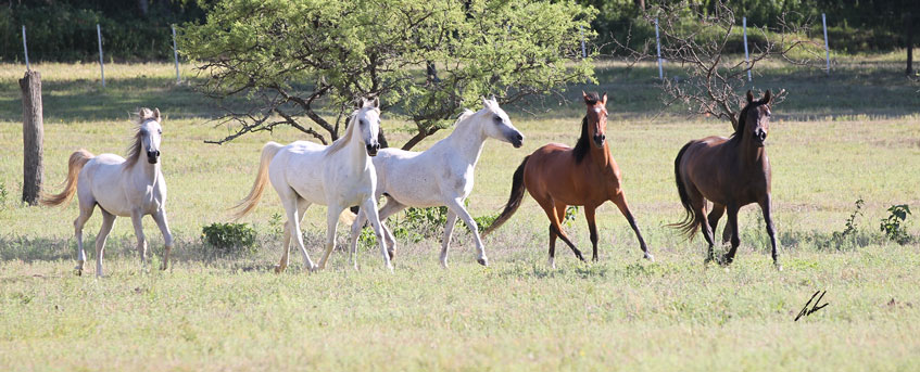 Haras Khalid Kamal - Caballos Arabes