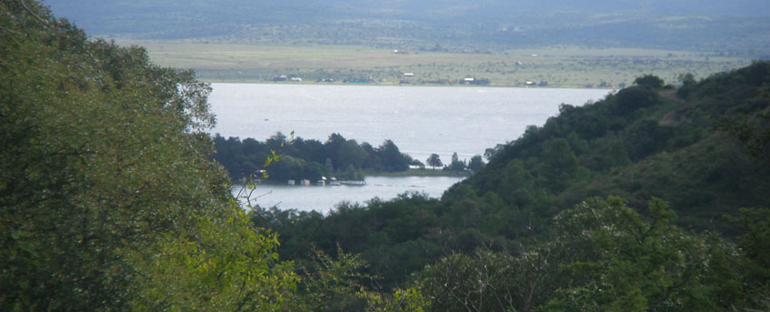 Haras Khalid Kamal - Caballos Arabes