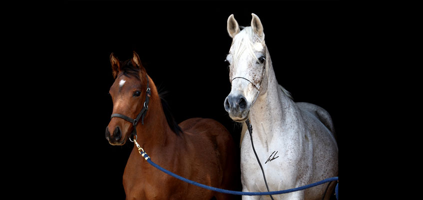 Haras Khalid Kamal - Caballos Arabes