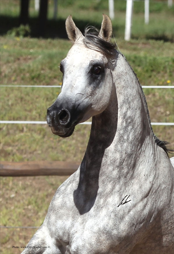 Haras Khalid Kamal - Khalid Kamal