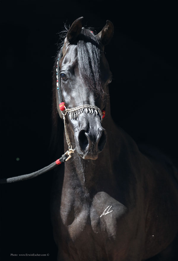 Haras Khalid Kamal - IBN MADALLAN