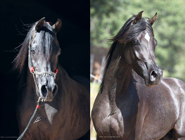 Haras Khalid Kamal -IBN IBN MADALLAN