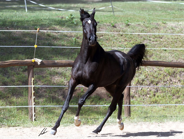 Haras Khalid Kamal -IBN IBN MADALLAN