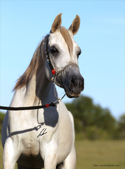 Sadriisi- Haras Khalid Kamal