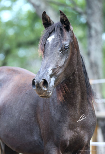 Safinah- Haras Khalid Kamal