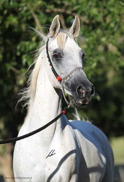 Sche Nile Queen - Haras Khalid Kamal