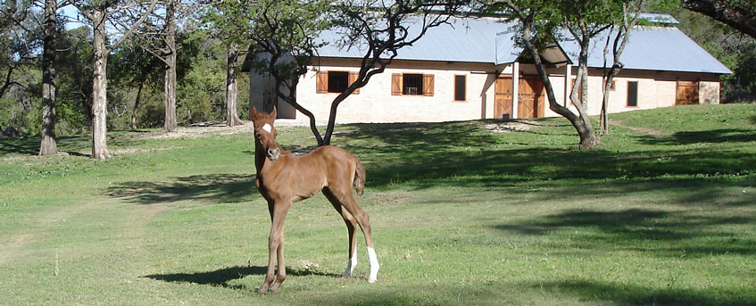 Haras Khalid Kamal - Caballos Arabes