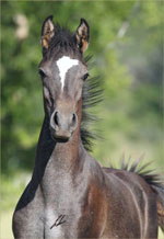 Ventas - Haras Khalid Kamal
