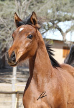 Ventas - Haras Khalid Kamal