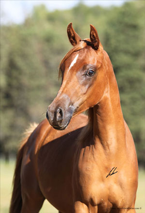 Kasia Apk - Haras Khalid Kamal