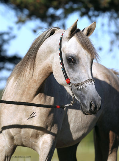 Sadriisi- Haras Khalid Kamal