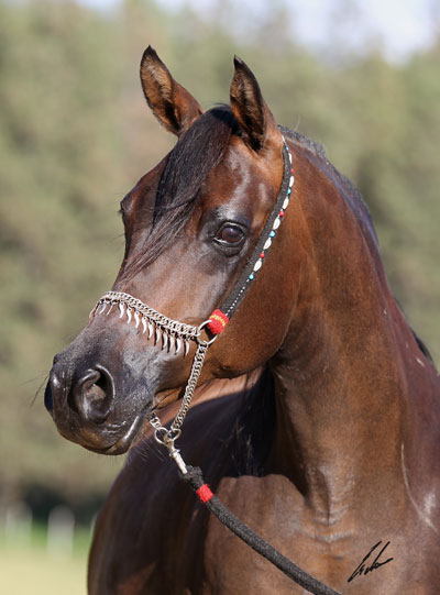 Shubani - Haras Khalid Kamal