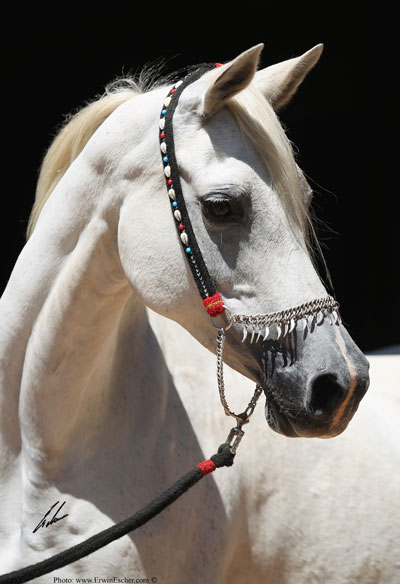 Assmaisa - Haras Khalid Kamal