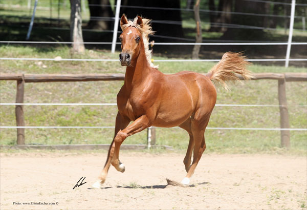 Nafis APK - HARAS KHALID KAMAL