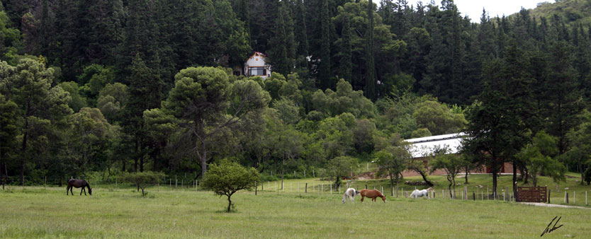 Haras Khalid Kamal - Caballos Arabes