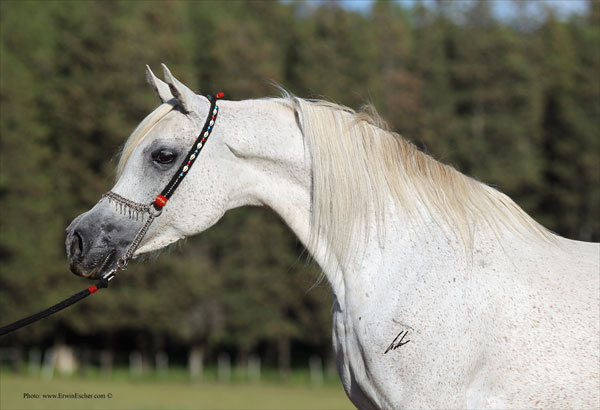 Sche Nile Queen - Haras Khalid Kamal