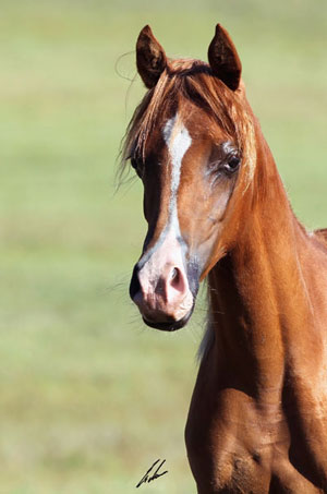 Shareefa APK - Haras Khalid Kamal