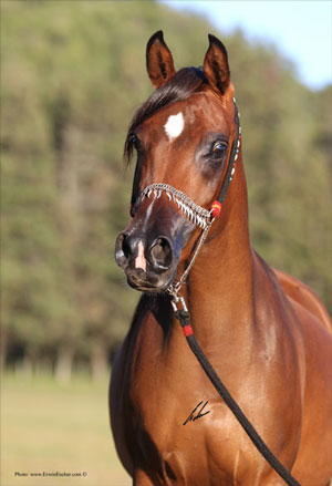 Shinat Sulani - Haras Khalid Kamal